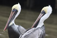 Pelicans